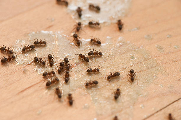 Best Residential Pest Control  in Picture Rocks, AZ