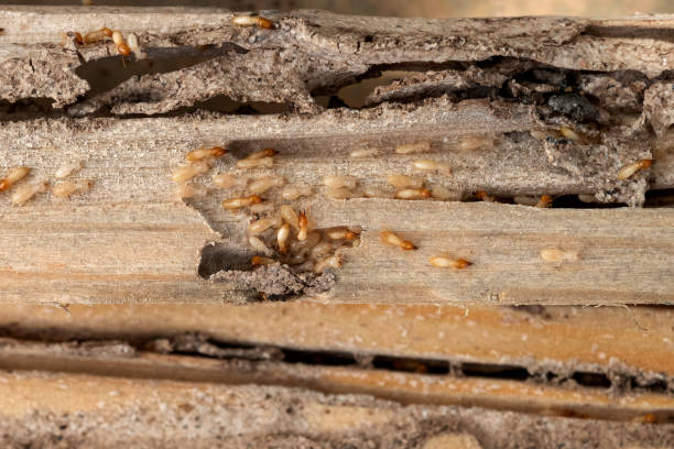 Best Pest Removal Services  in Picture Rocks, AZ